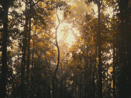 Wooden Tongue Drum & Warm Saz (Guided Breathing)