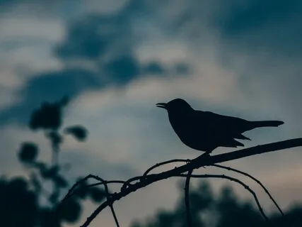 Woodland Birds And Bees