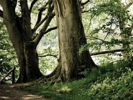 Woodland Breeze