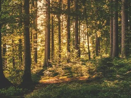 Woodland Fairy Dance