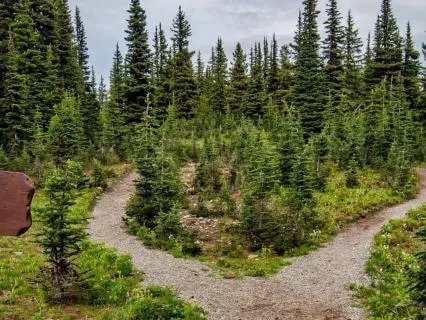 Woodland Path For Deep Sleep