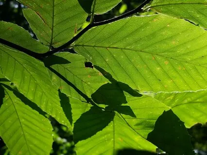 Woodland Presence Meditation