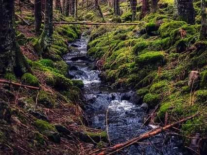 Woodland River & Bird Song