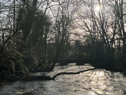 Woodland River Dawn Chorus
