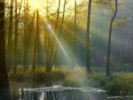 Woodland Walk In Autumn Ambiance