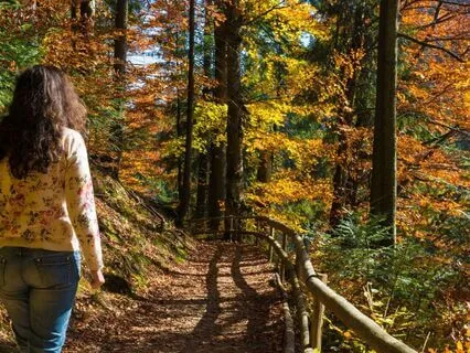Woodland Walk In Autumn