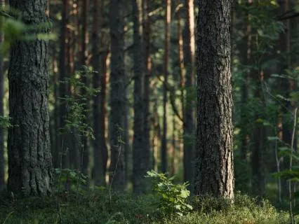 Woodland Echoes