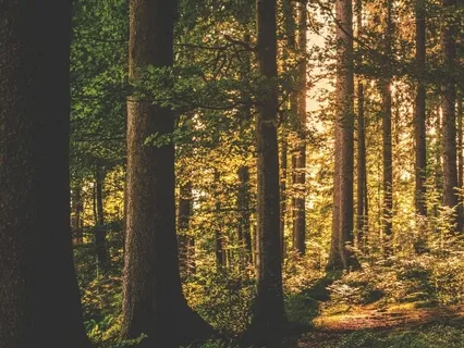 Woodlands (Extended)