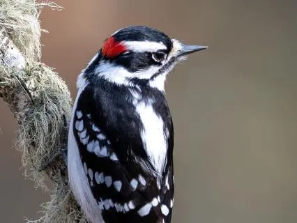 Boundaries & Focus, Rhythm| Woodpecker Spirit Animal Guide