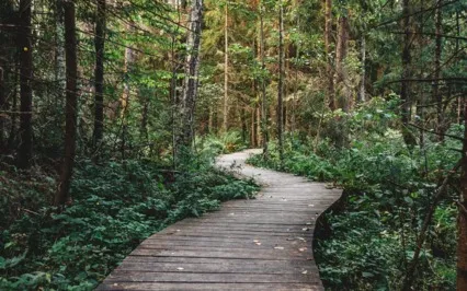 Woods Decision Making Meditation