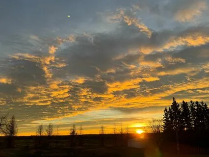 Woodsy Sounds Of Nature