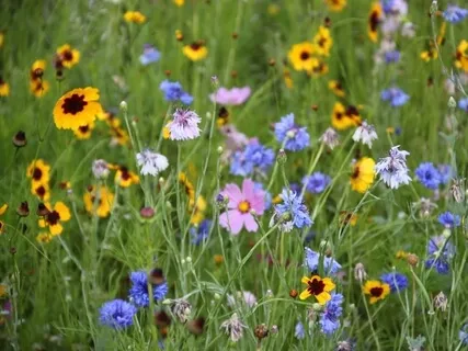 Words & Silence For Calm