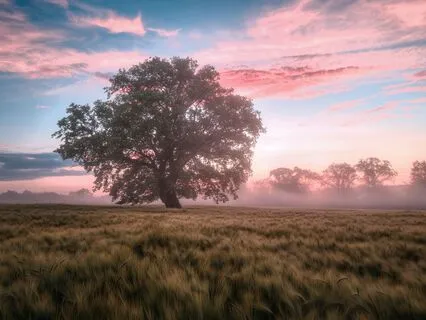 Words Carried By The Dawn | Morning Music