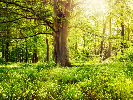 Words Of Affirmation (Sacred Remembrance)