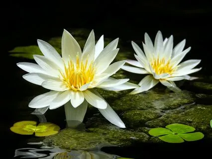 Workday Affirmations & Intentions - Using Your Skills