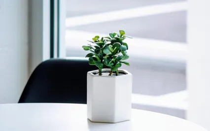 Workday Meditation: Before Delivering Bad News