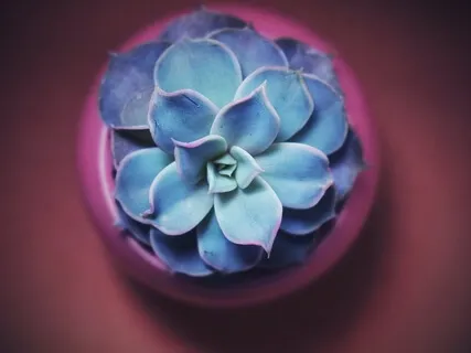 Workday Meditation: Centering For Embodied Leadership