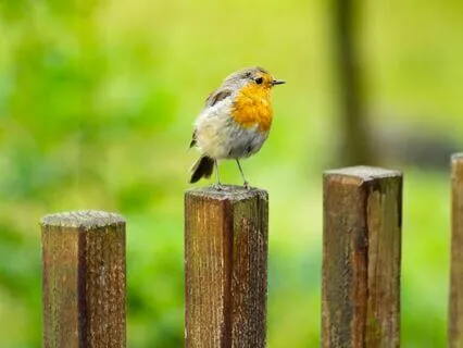 Workday Meditation – Imposter Syndrome