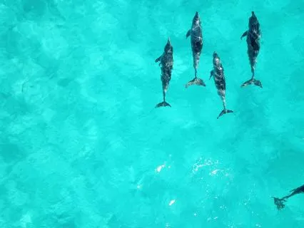 Working With Distractions