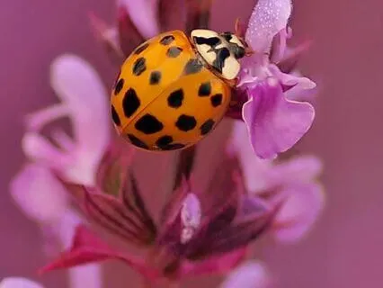 Working With Psychic Energy – Talk & Poem