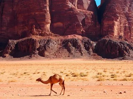 Workings Of The Mind