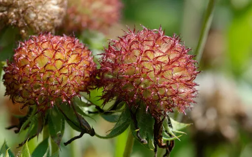 World Of Wonder Meditation