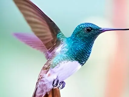 World Peace Meditation