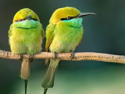 WOW 49/50: Nature Is The Path Back To Our Truth