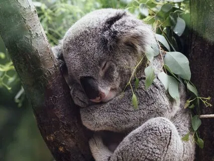 Wrapped In Stillness: Koala Spirit Meditation