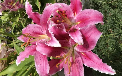 Writing To Your Cells Meditation