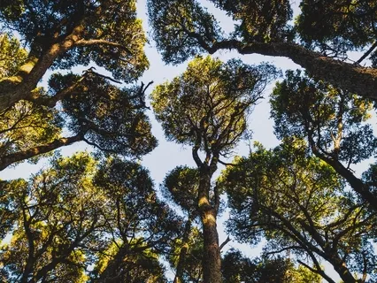 Ya Devi - Divine Mother Meditation