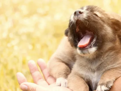 Yawning For Relaxation 