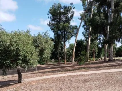 Year Of The Fire Horse Meditation