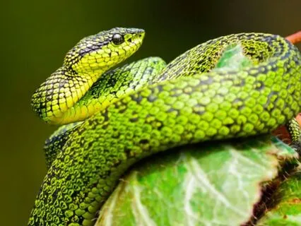 Year Of The Snake: Lunar New Year Reflection