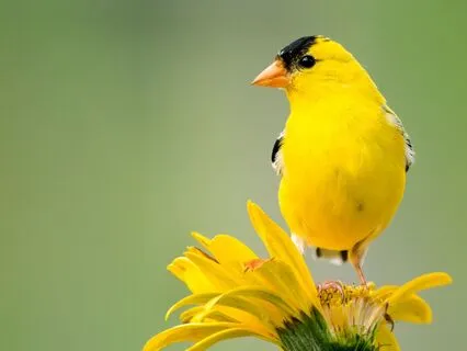 Yellow Aura Energy For Pets Confidence And Joy Restored