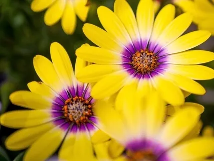 Yellow Session For Confidence Boost And Stress Relief