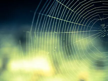 Yes, You Are A Spider