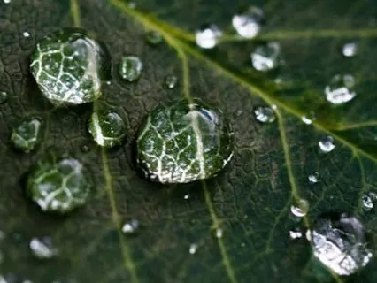 Yin / Balance The Water Meridian