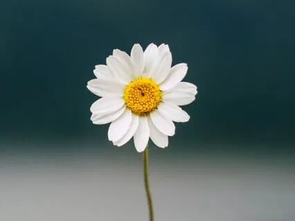 Yin Yoga Serenity: 30-Minute Deep Calm