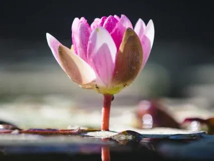 Yoga for Depression