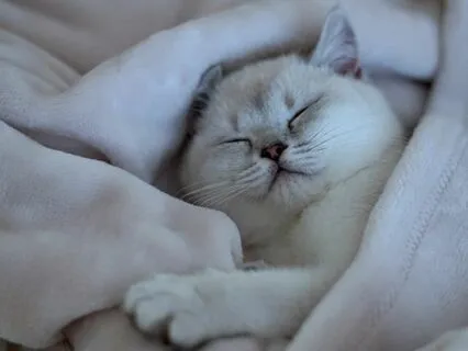 Yoga Nidra: Breathing Into Sleep | Moon & Stars