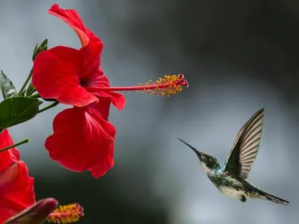 Yoga Nidra - Visualization