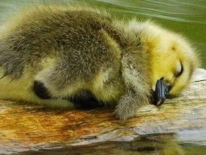 Yoga Nidra: Drifting Into Peaceful Sleep | Pranamaya Kosha