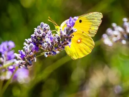 Spring Theme - Yellow Butterflies - Yoga Nidra
