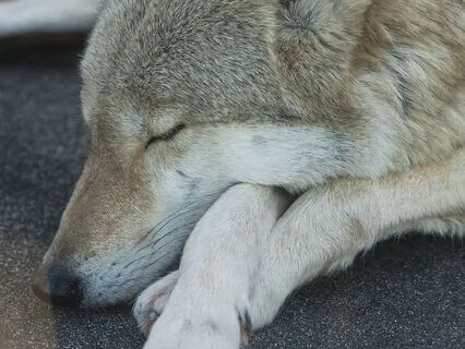 Yoga Nidra 15 Minute Power Nap