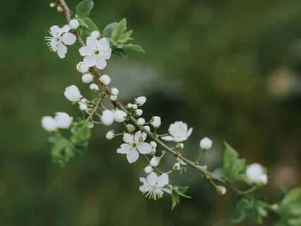 Yoga Nidra - 20-Minute Peaceful Sanctuary