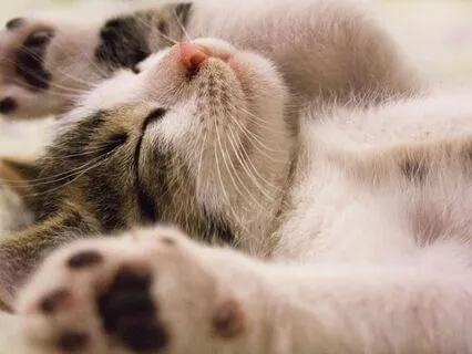 Yoga Nidra - 20 Minute Power Nap