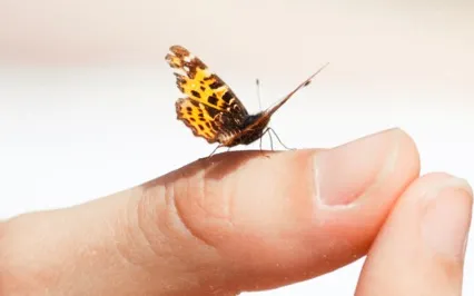 Yoga Nidra 20 Minutes