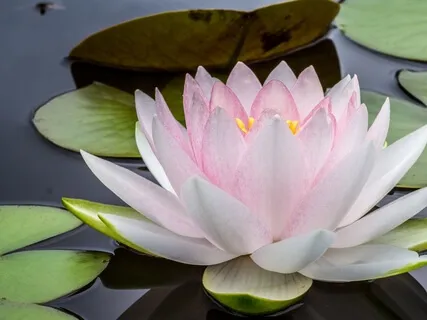 Yoga Nidra 31-Points Practice To Refresh And Recharge