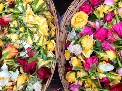 Yoga Nidra 6 - Forest